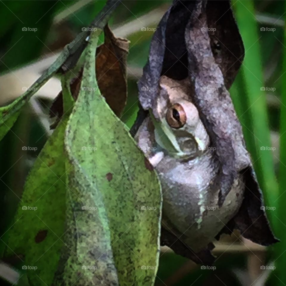 Tree frog peering out from its hiding place among green leaves.