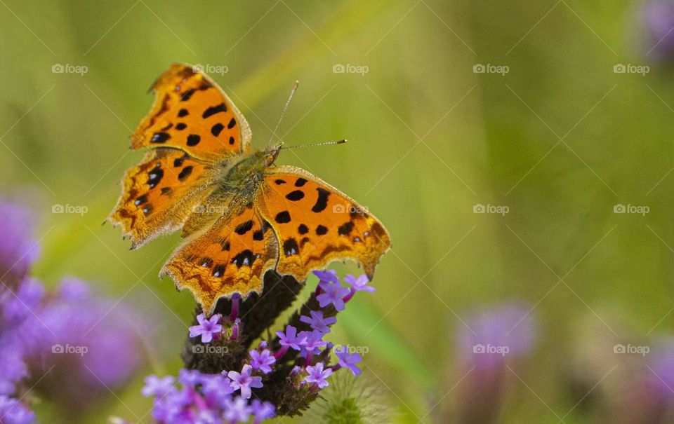 Flowers and butterfly 