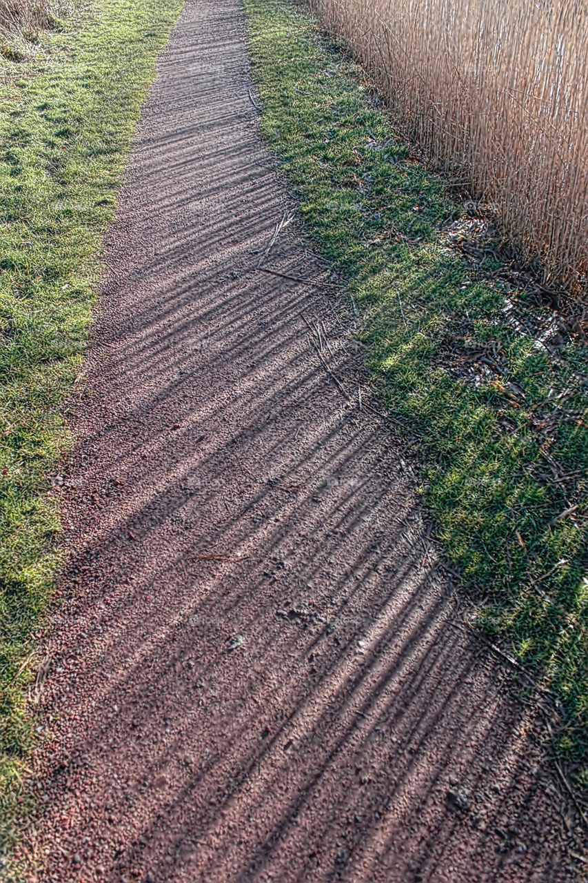 Reed shadows