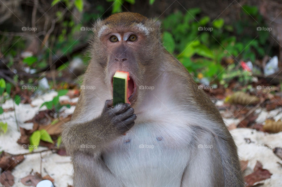 A cute monkey on the beach I met. So I fed it