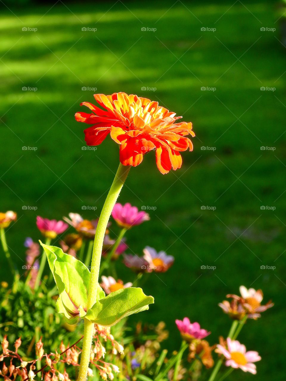 Close-up of flowers