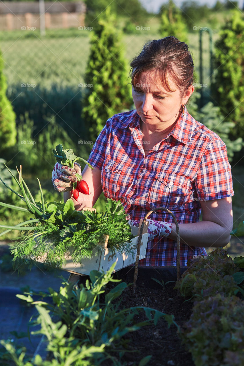 Woman working in a home garden in the backyard, picking the vegetables and put to wooden box. Candid people, real moments, authentic situations