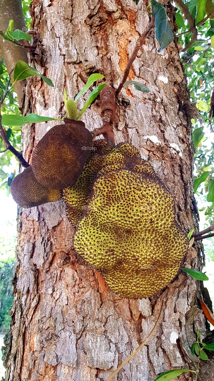 jackfruit different