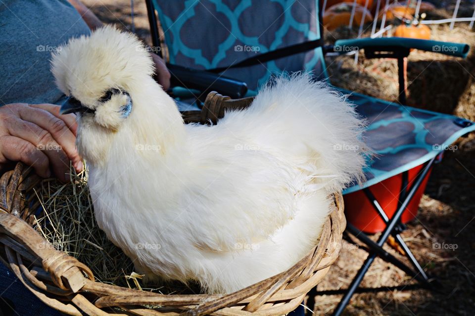 The white color stories -  Someone’s pet - The Silkie (sometimes spelled Silky) is a breed of chicken named for its atypically fluffy plumage, which is said to feel like silk and satin