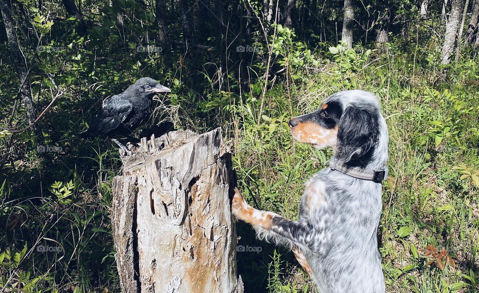 Puppy encountering baby crow