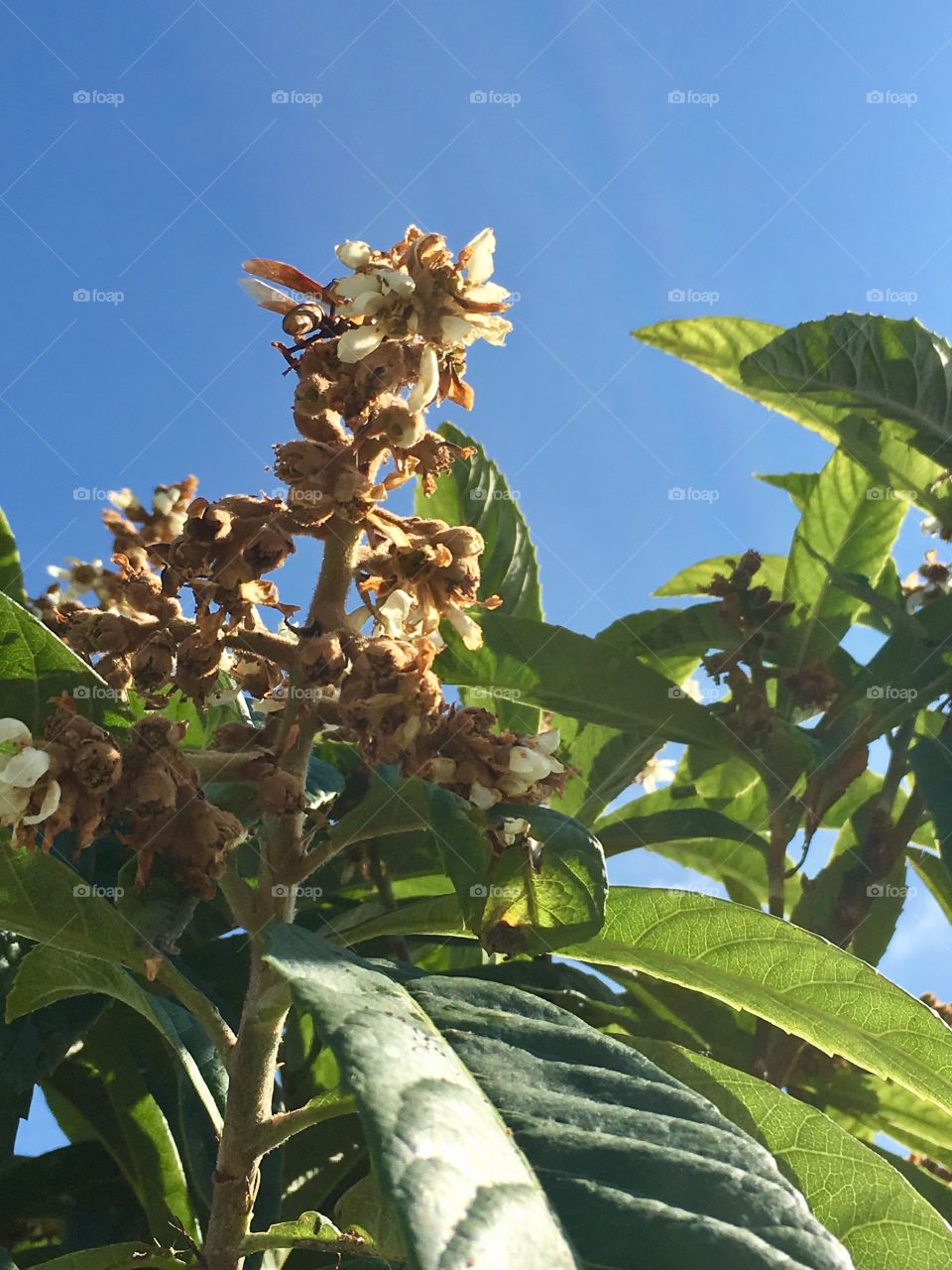 Can you find the wasp?