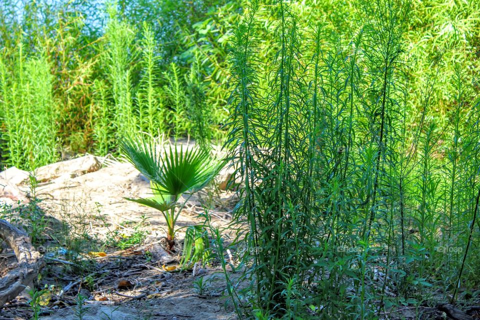 River plants on the banks of the Sacramento River