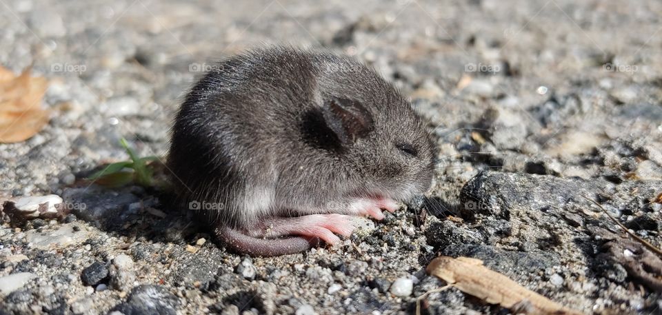 baby mouse