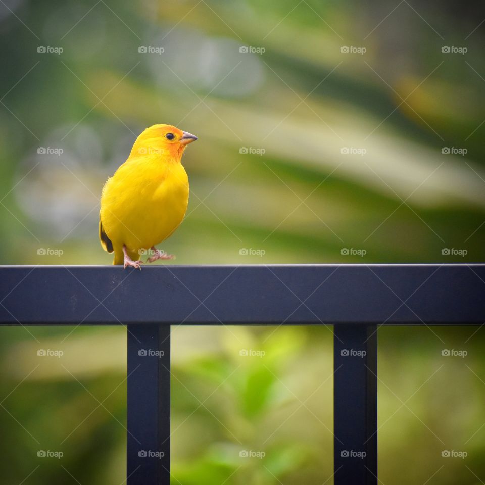 Saffron finch stepping along the fence, bright as can be.