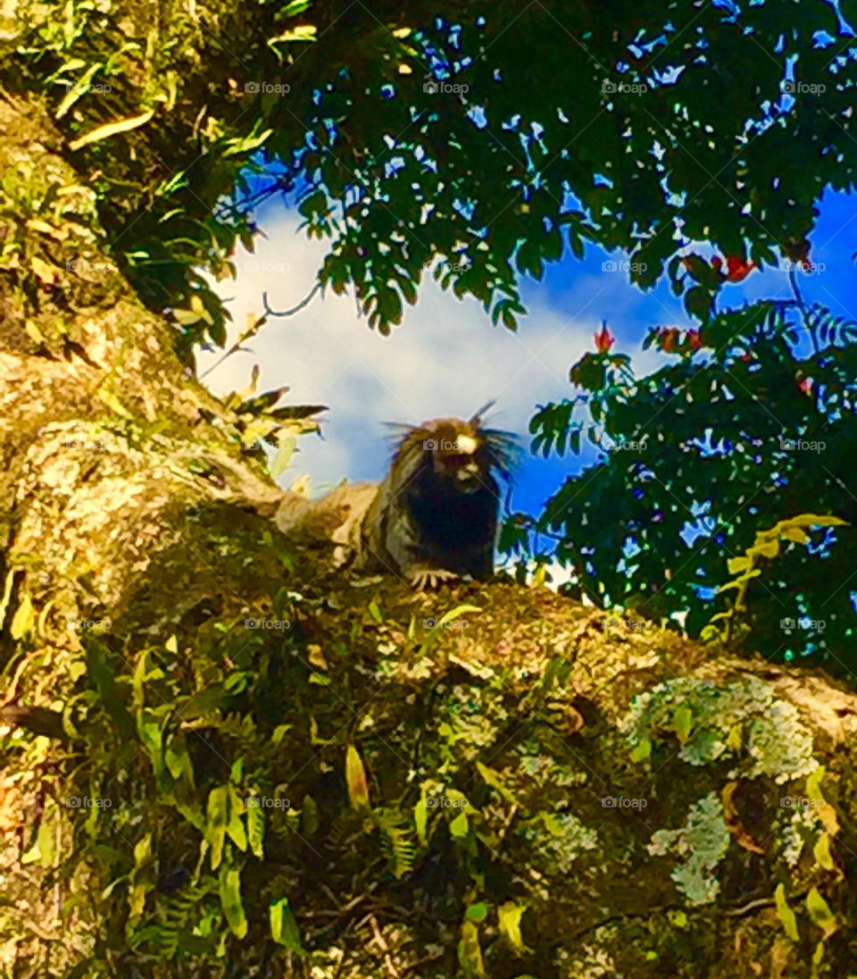 Macaquinho 