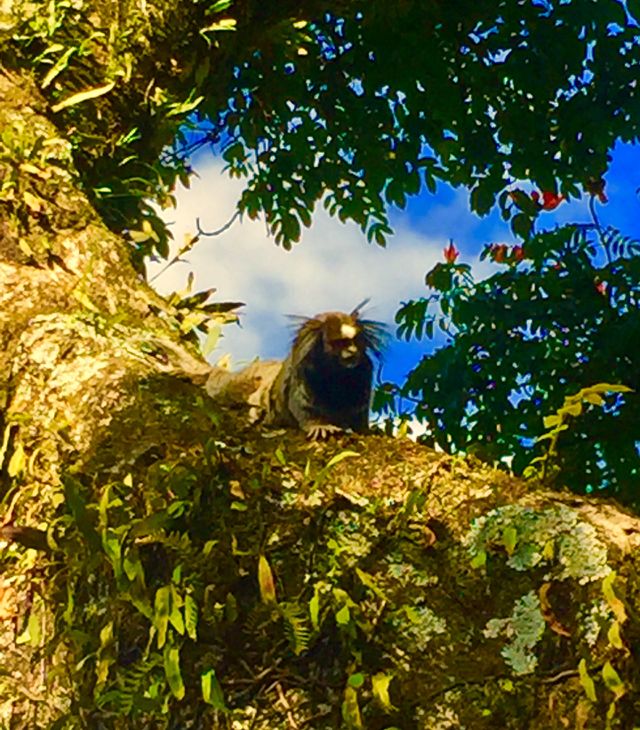 Macaquinho 