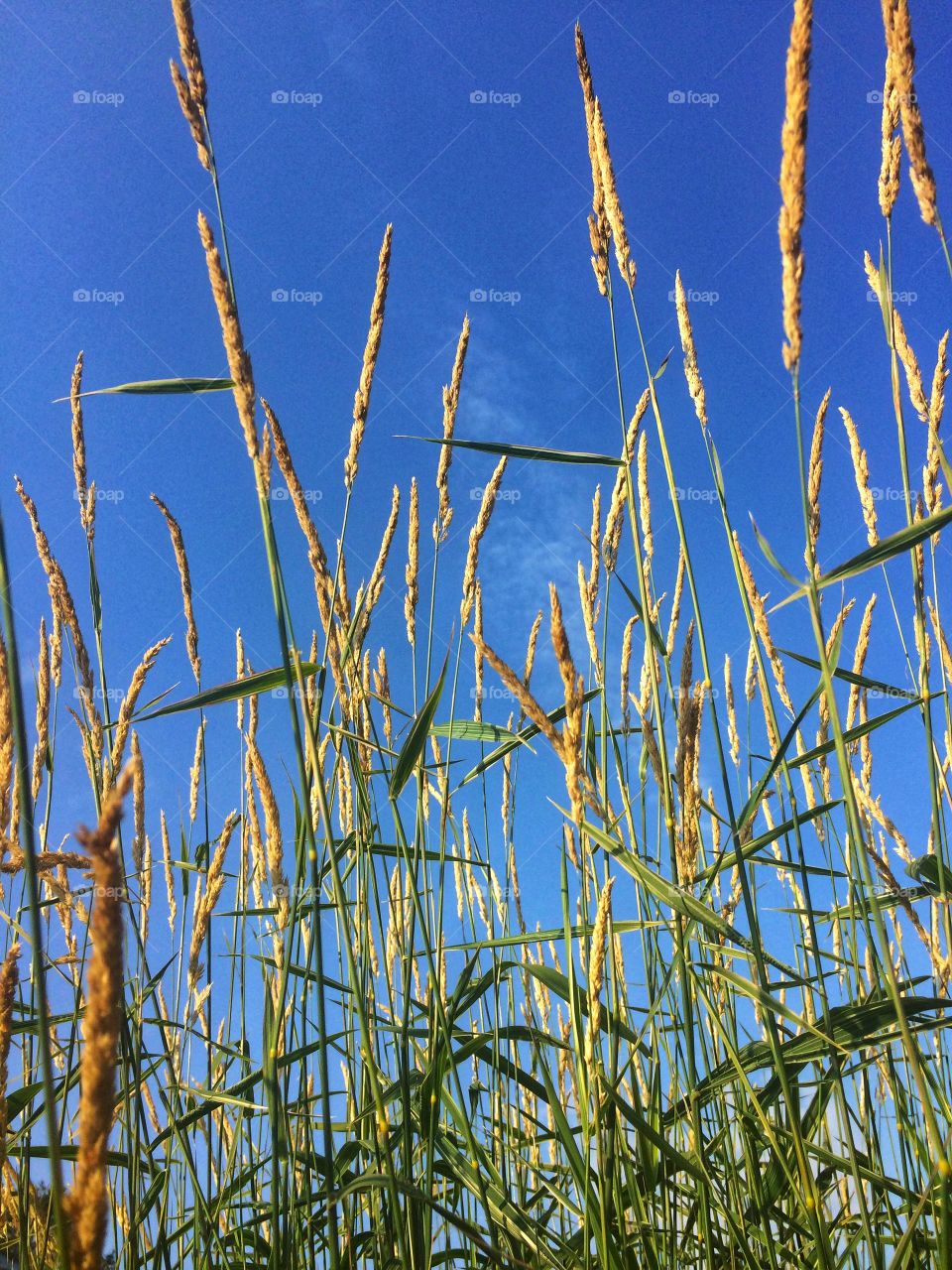 Blue sky green grass 