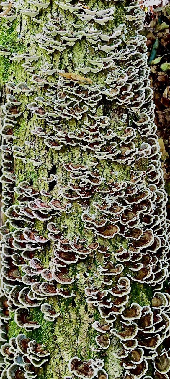 These interesting fungi are growing on a tree bark in the forest by the „Buchberger Leite“ near the townships of „Ringelai“ and „Freyung-Grafenau“ in rural „Bavaria“, Germany. 2023. Hypnotic Productions