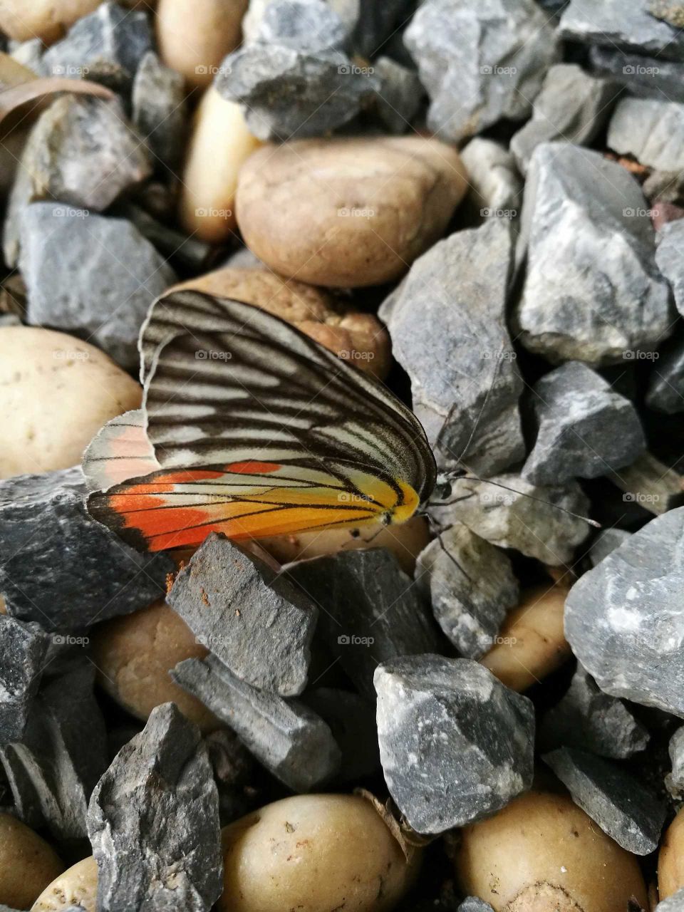Colorful butterfly on the ground with various rocks.