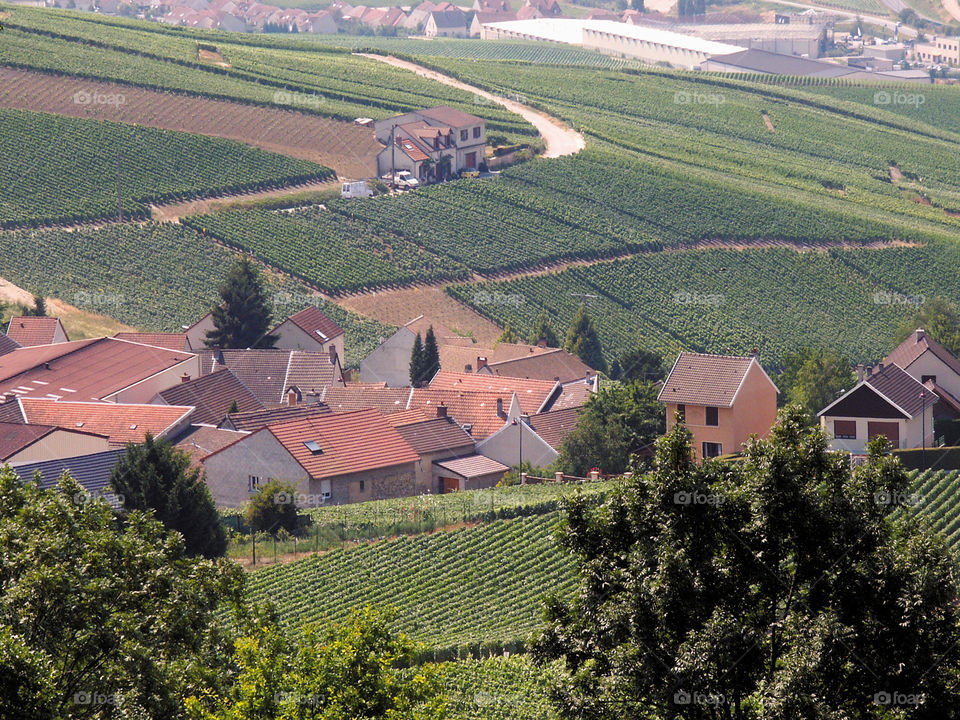 Champagne. Vineyards