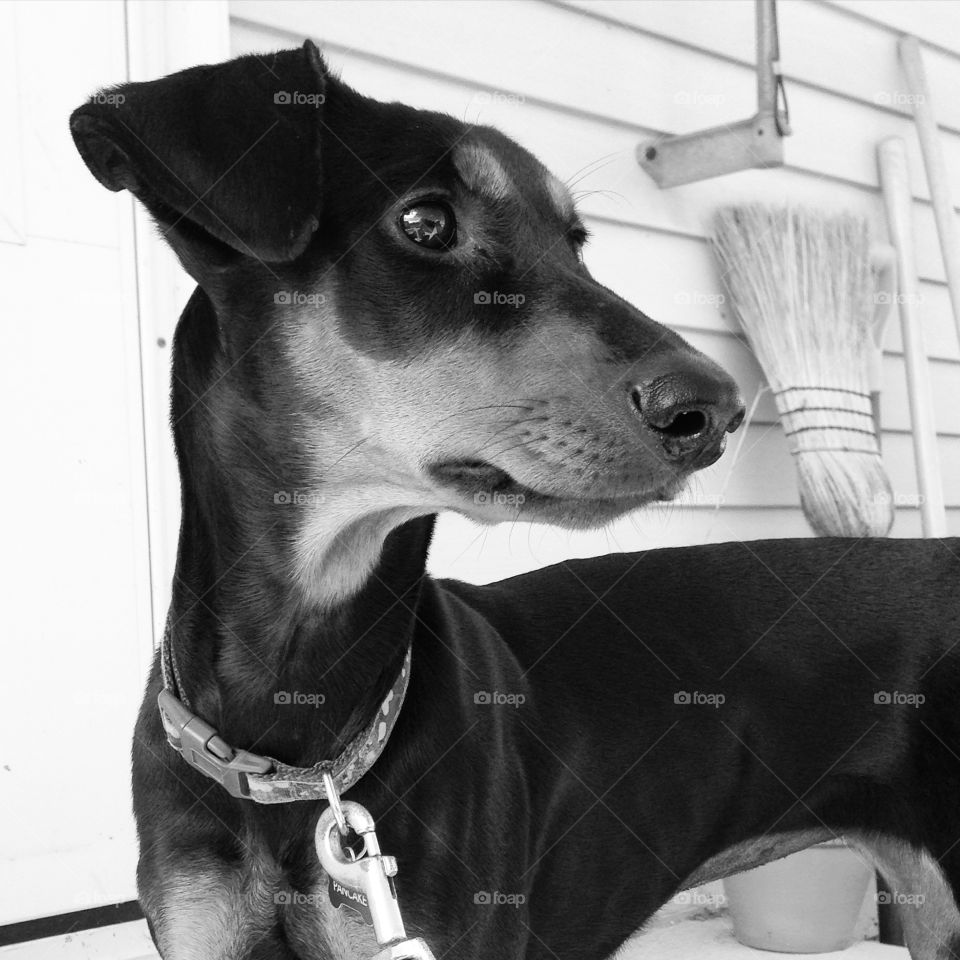 B&W German Pinscher