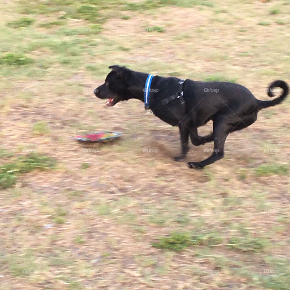 Frisée at dog park