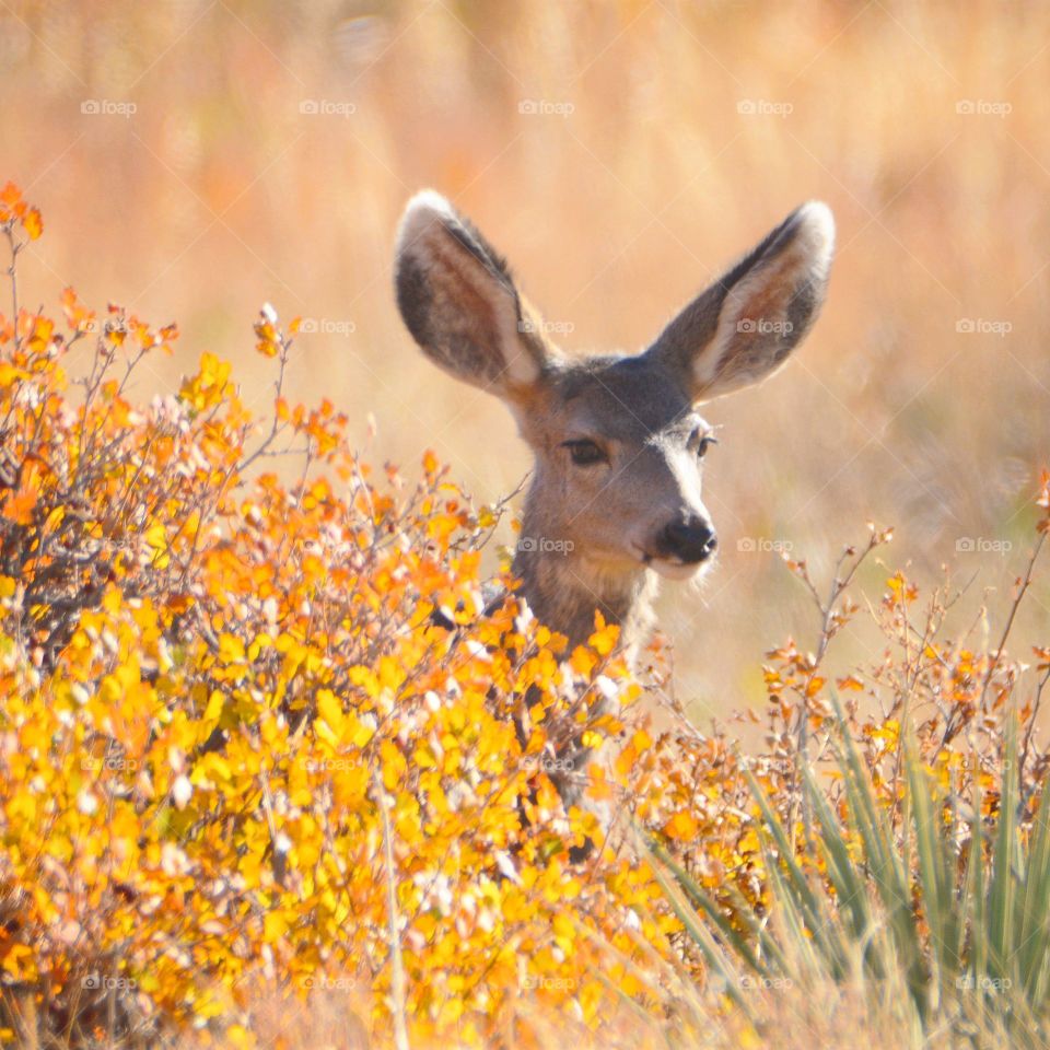 Deer at Roxborough State 