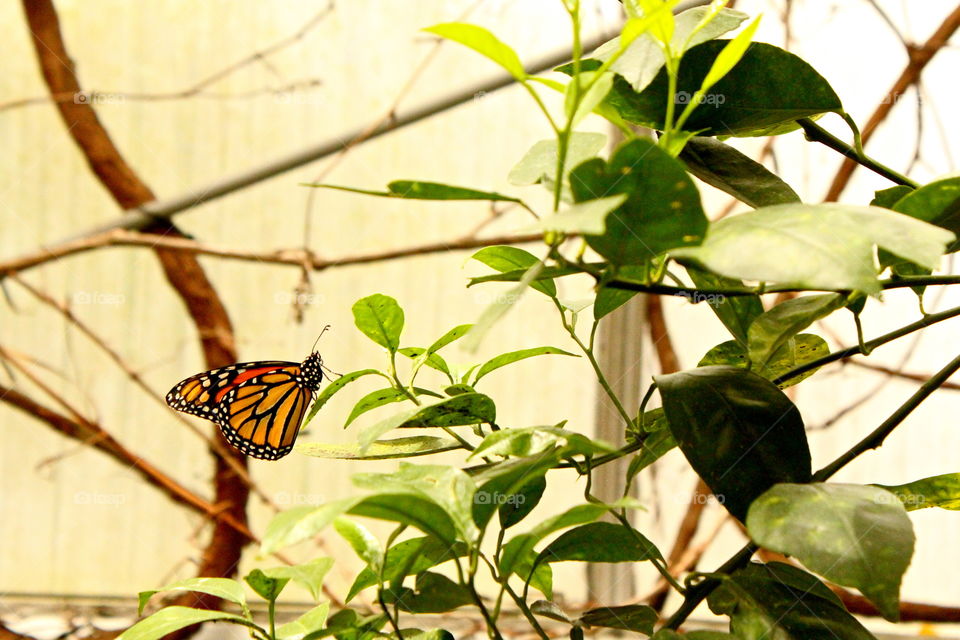 monarch on a leaf