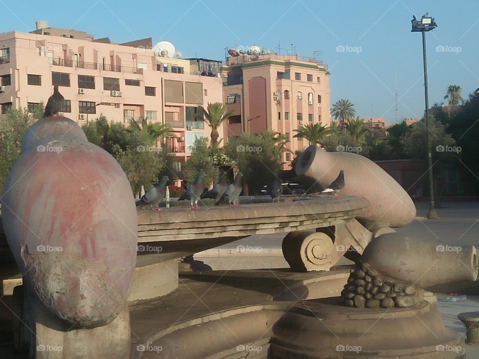 Beautiful pigeons on fountain