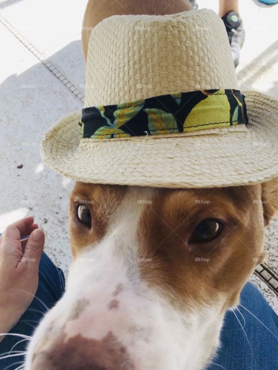 Cute pitbull wearing a straw hat