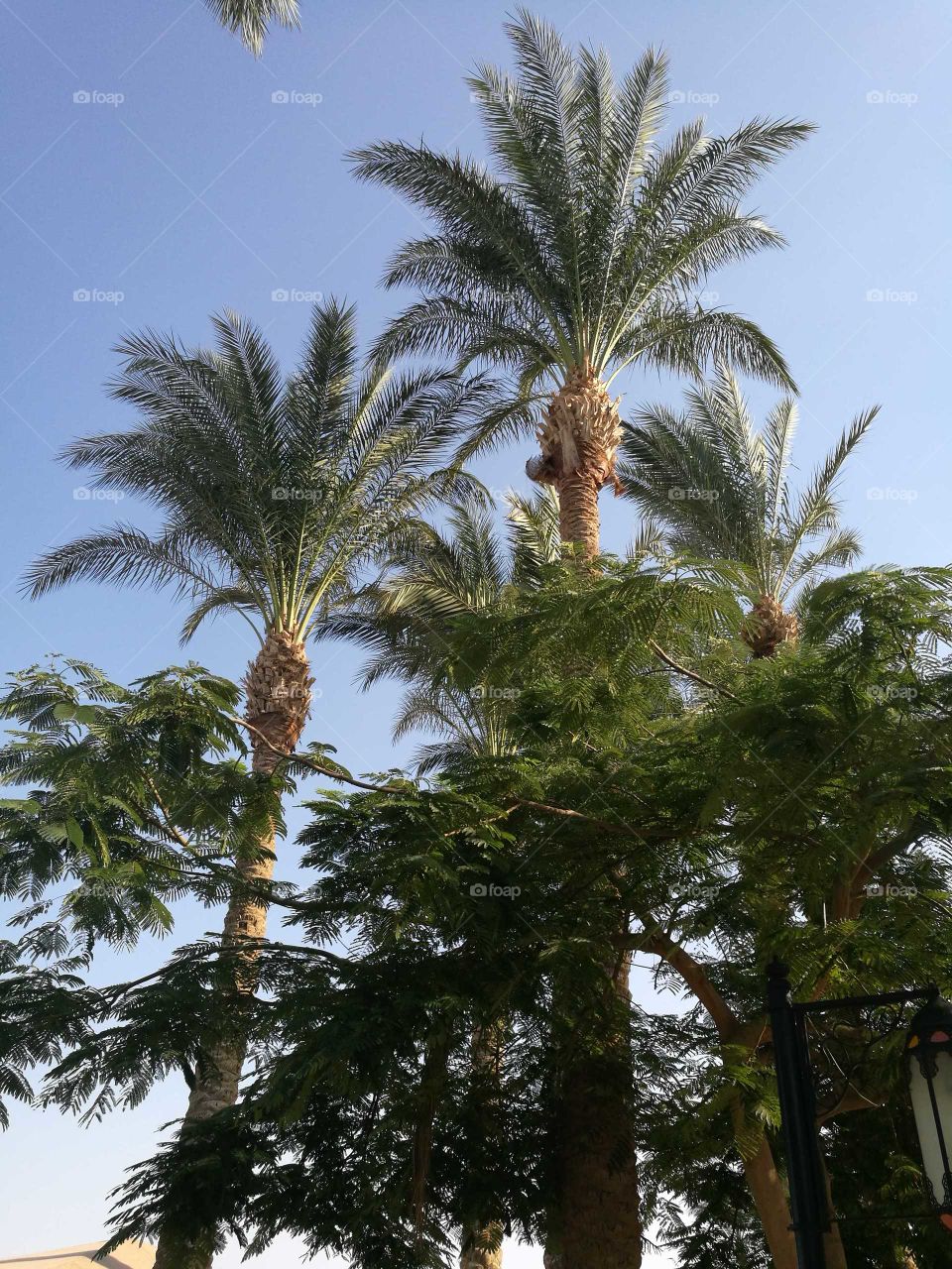 ÄGYPTEN Urlaub unter Palmen