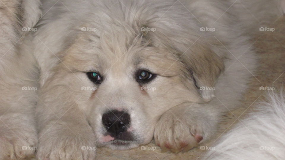 Puppy. Great Pyrenees