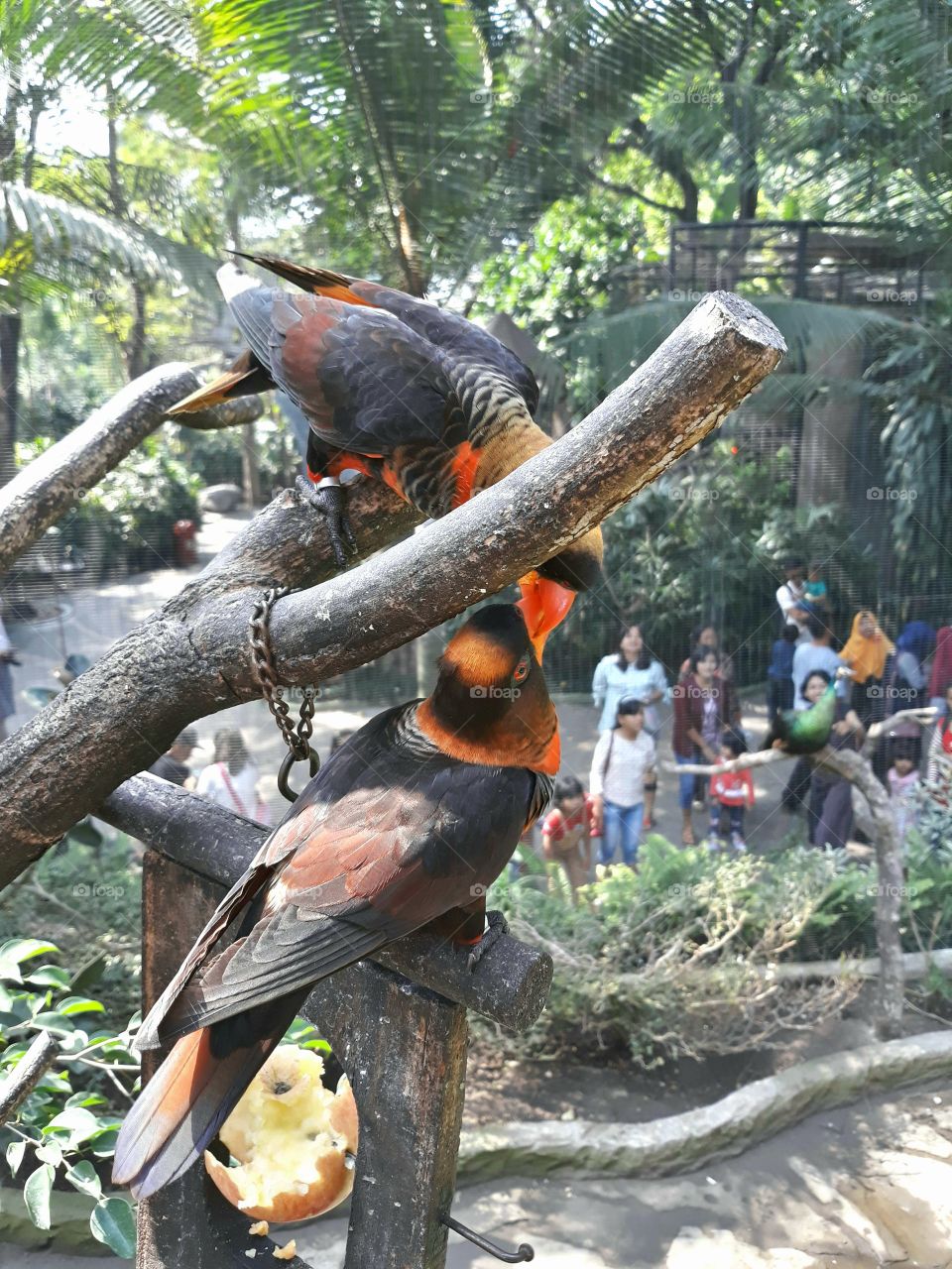 Romantic Birds in Zoo