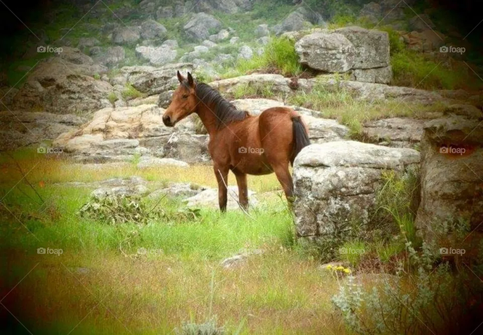 horse