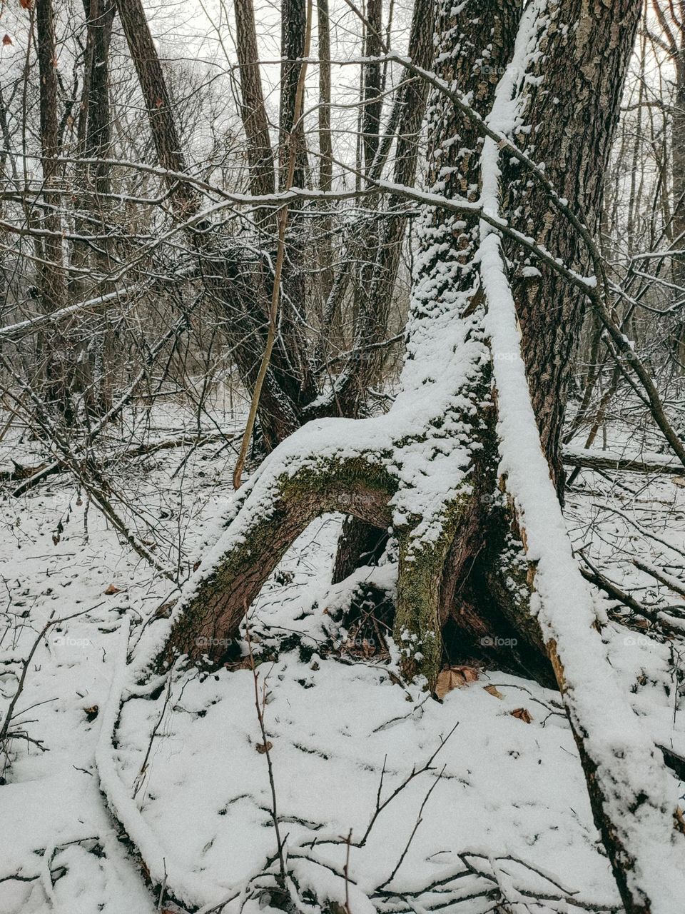 Weird form tree roots in the winter forest covered with snow. This composition reminds the "Thing" from Addams Family movie