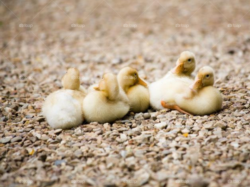 Newly Hatched Ducklings