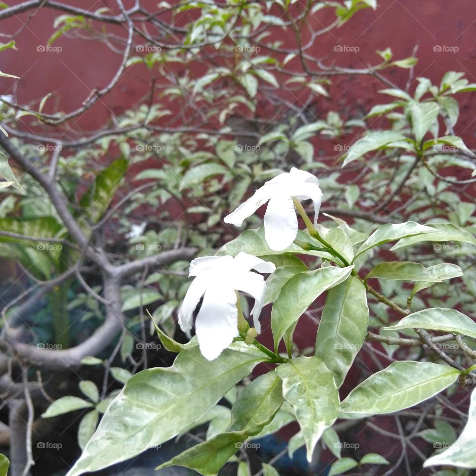 White flower on the yard