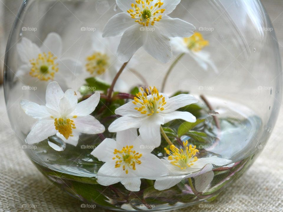 spring white flowers beautiful nature