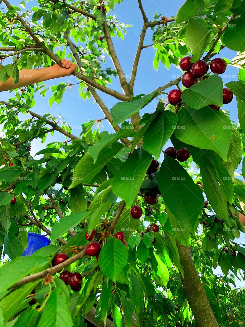 a tree with red cherry, hand, bucket