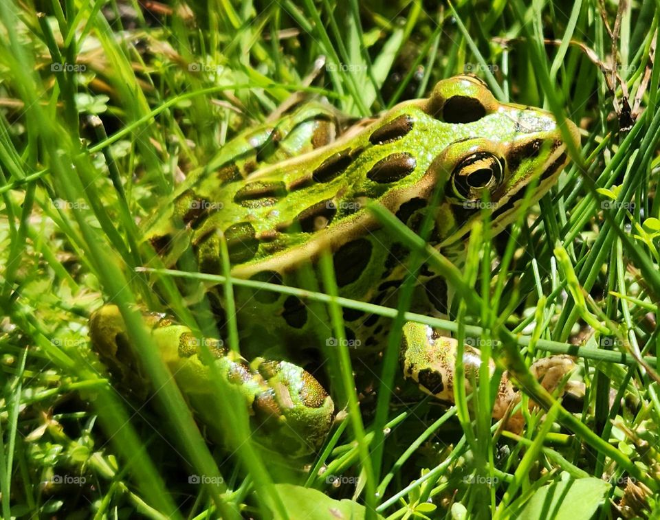 Northern Leopard Frog