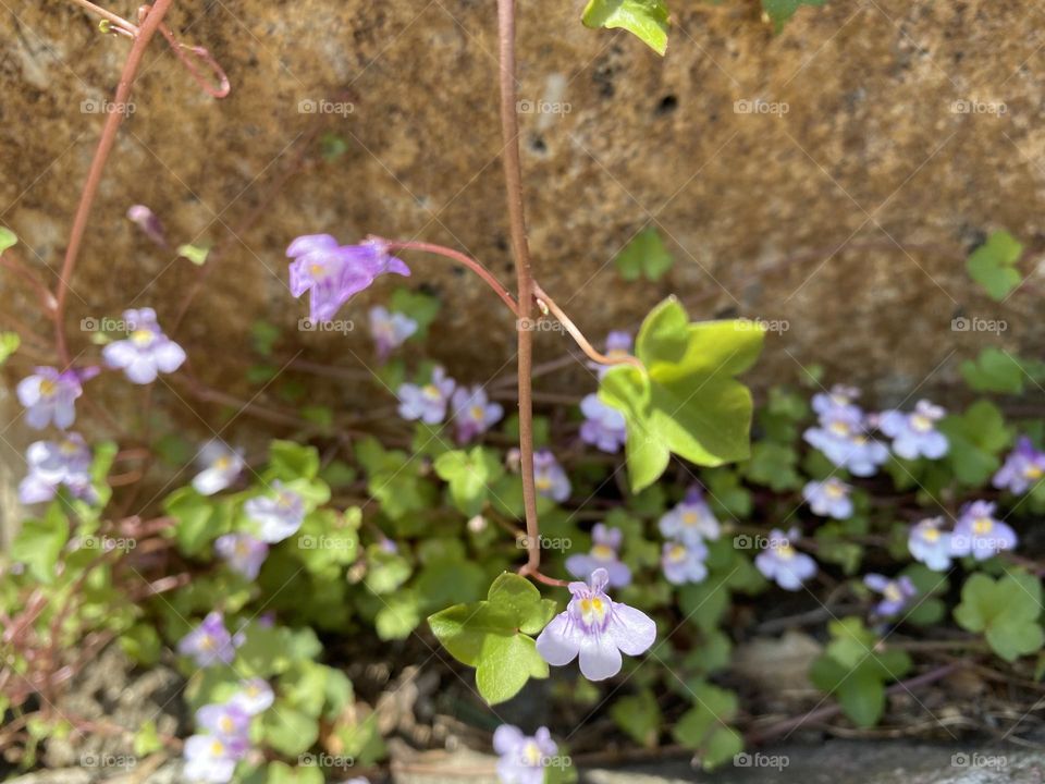 Tiny flower vine plant 
