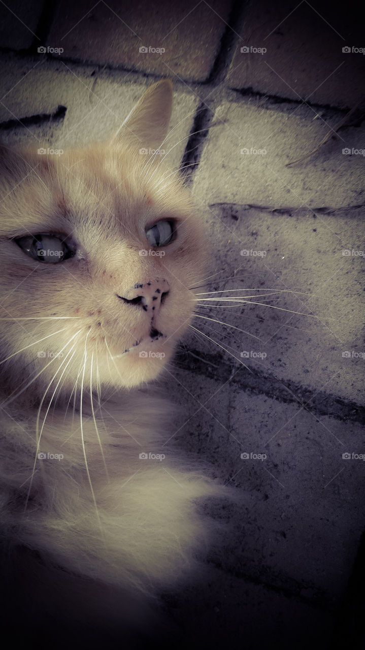 tabby orange cat
