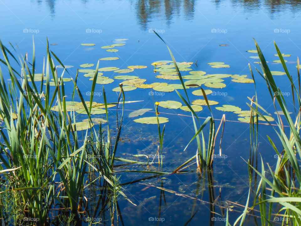 green water lilies and reeds on the blue water which reflects the sky and the forest; nature, landscape, reflection