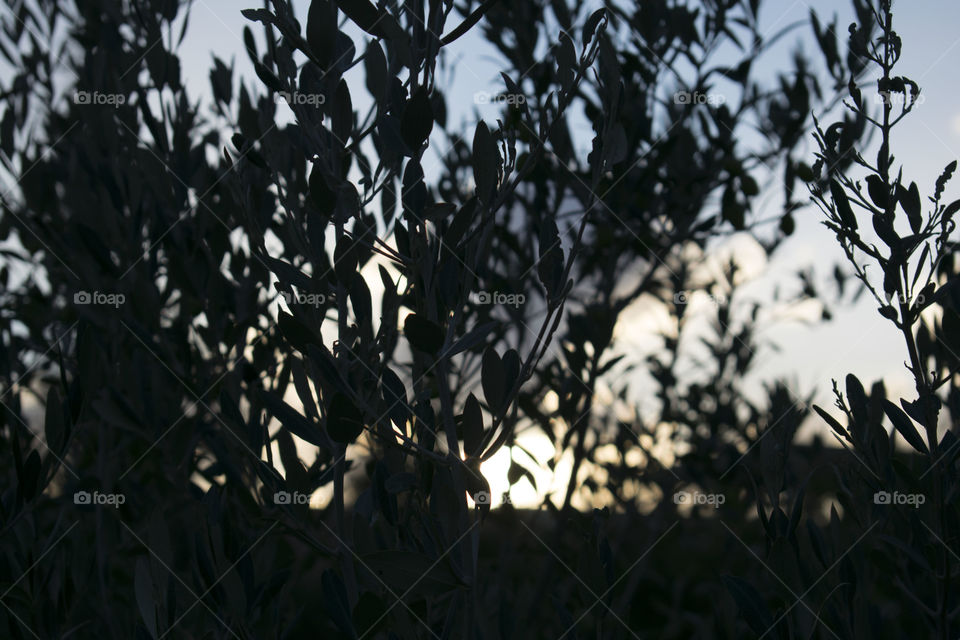 olive trees , sunset