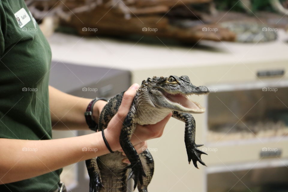 Hanging Gator