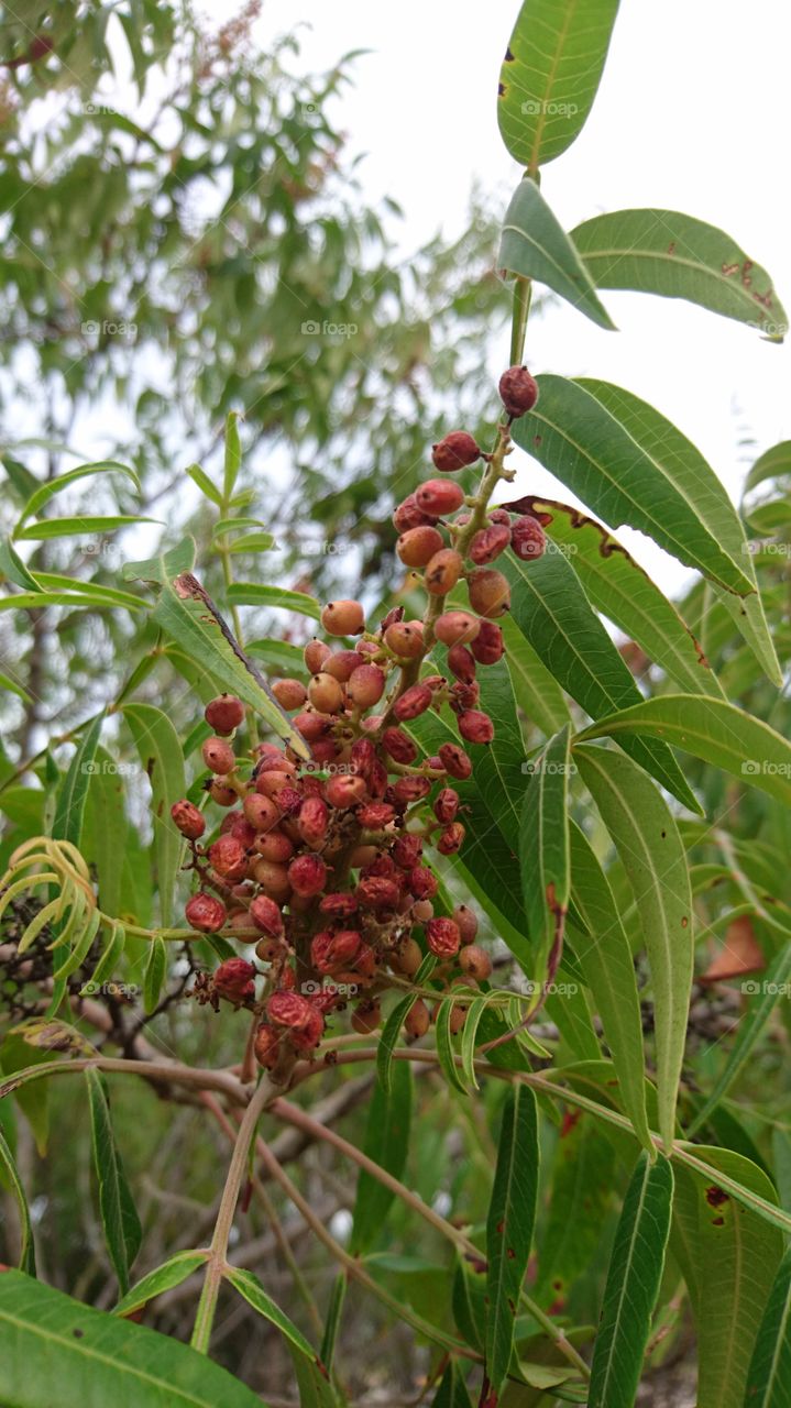 wild sumac