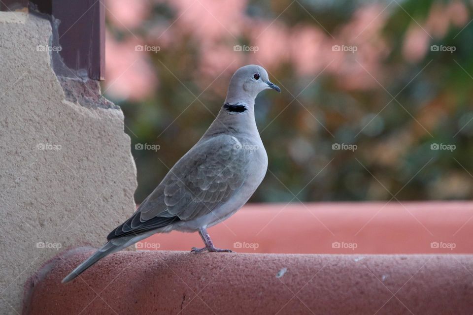 Close-up of a wood pigeon sitting on a wall against a colored background