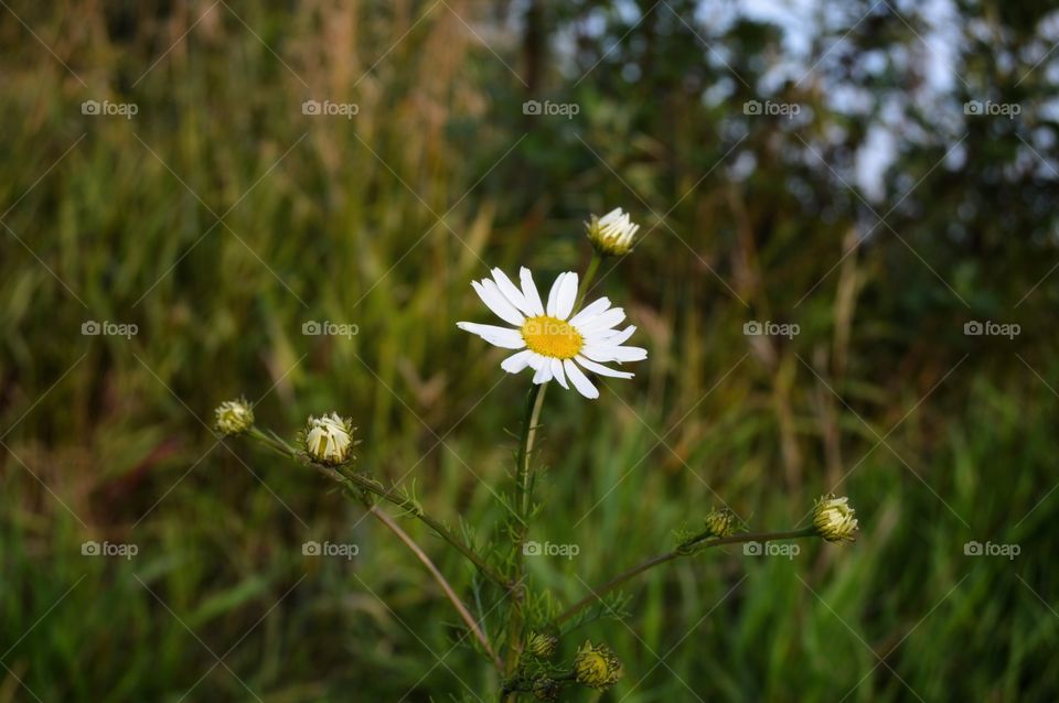 Chamomile is a symbol of childhood and first love