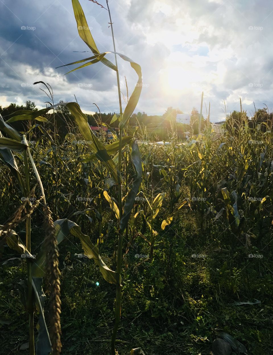 Sunny Cornfield in Mount Cobb, Pennsylvania USA