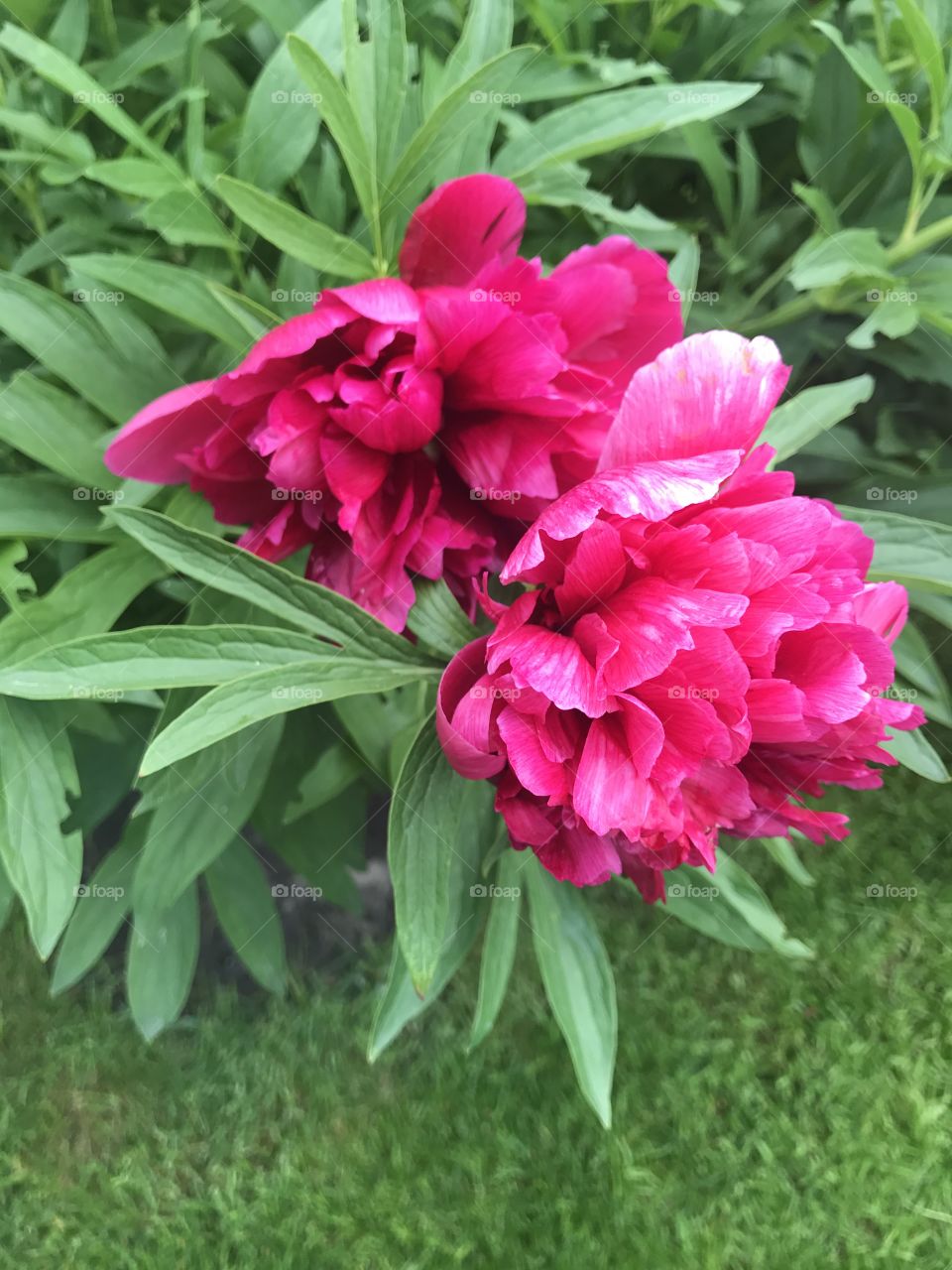 Peonies are blooming