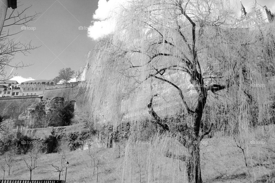 Tree scene B & W