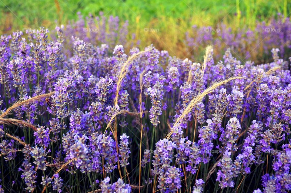 Lavander field