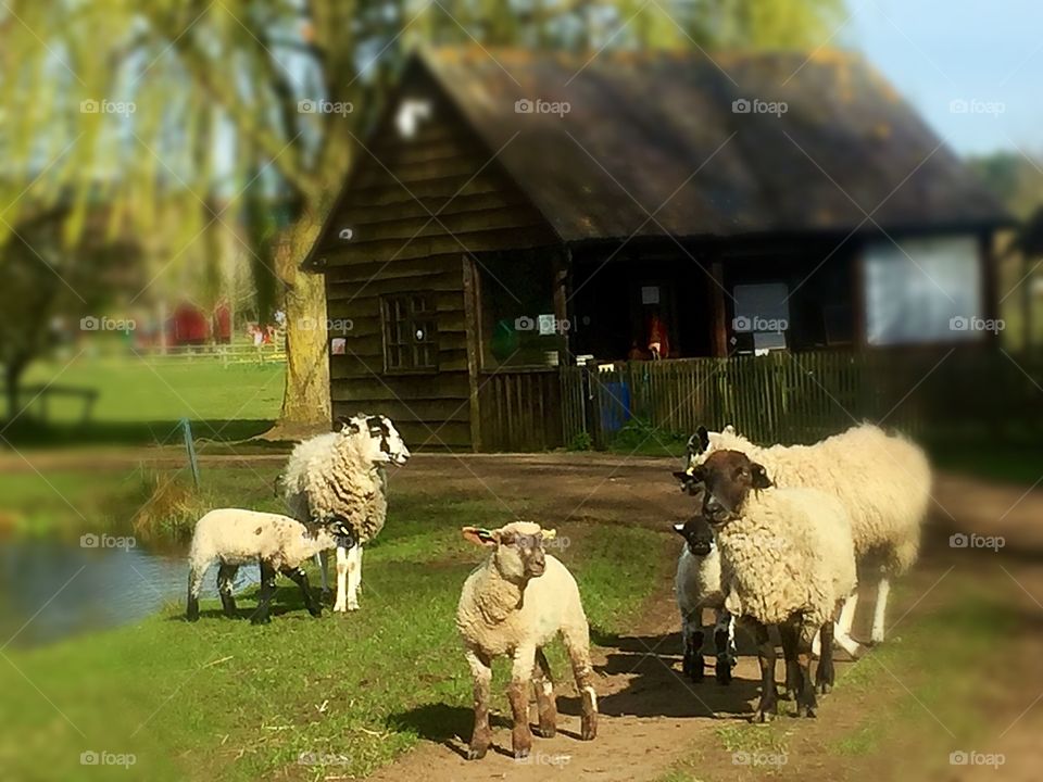 Sheep by lake and shed