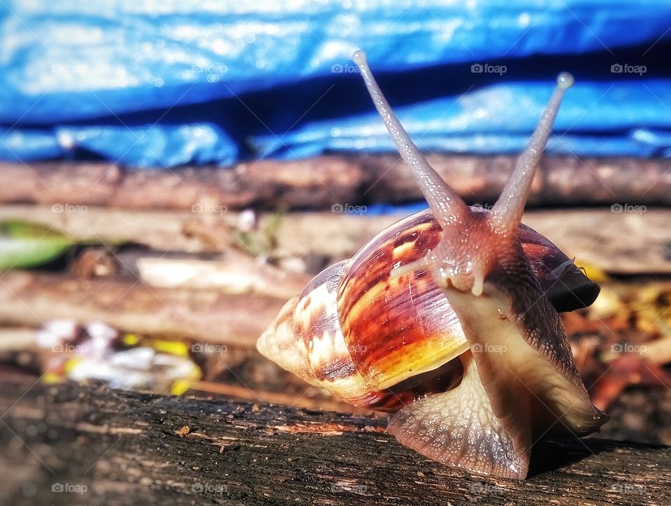 gerry the snail