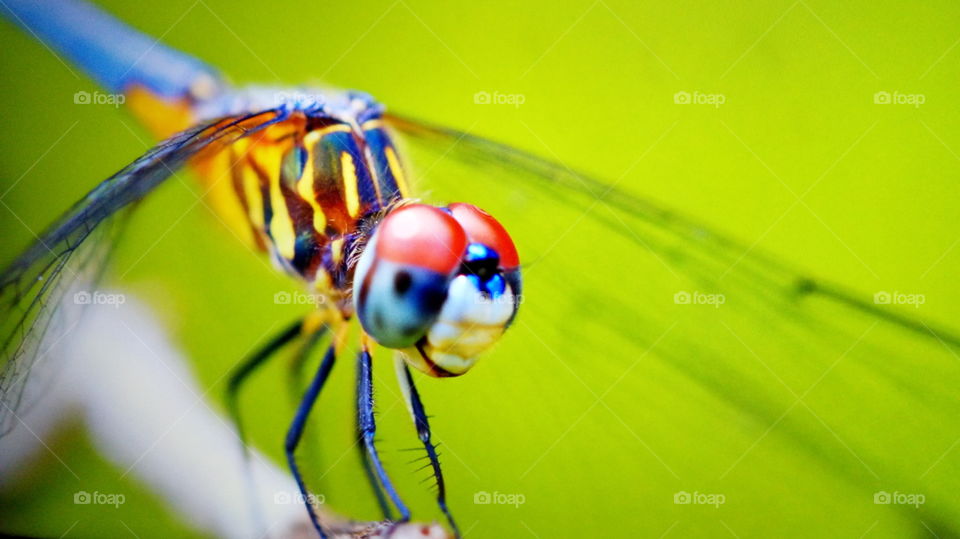 libélula de colores